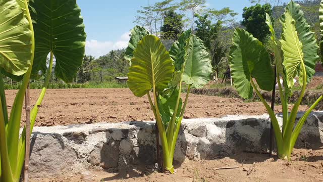 elephant ear flower