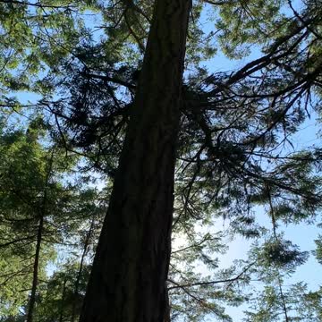 How tall is that tree? Hubby for scale.