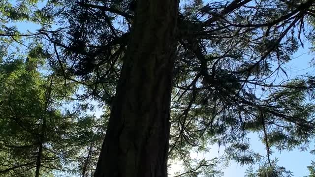 How tall is that tree? Hubby for scale.