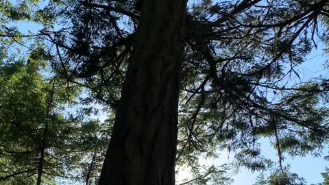 How tall is that tree? Hubby for scale.