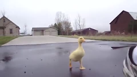 Duck run with man