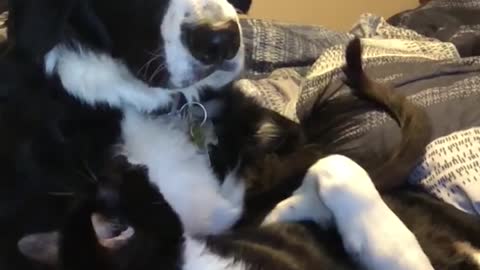 THE DOG AND CAT