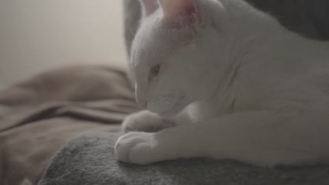 Cute white cat charm