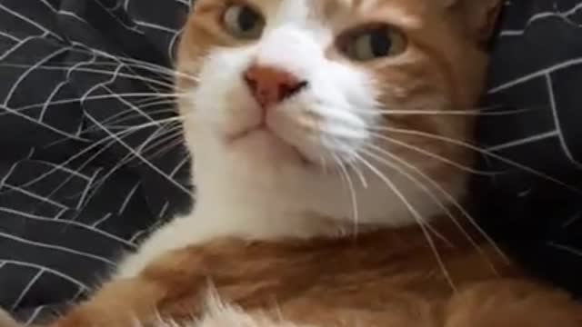Cat finger attack