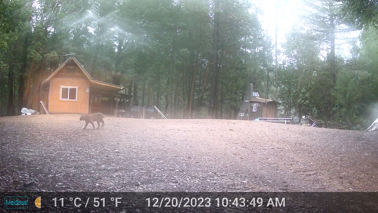 Bobcat - Came through the Campsite