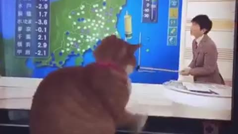 cat funny video