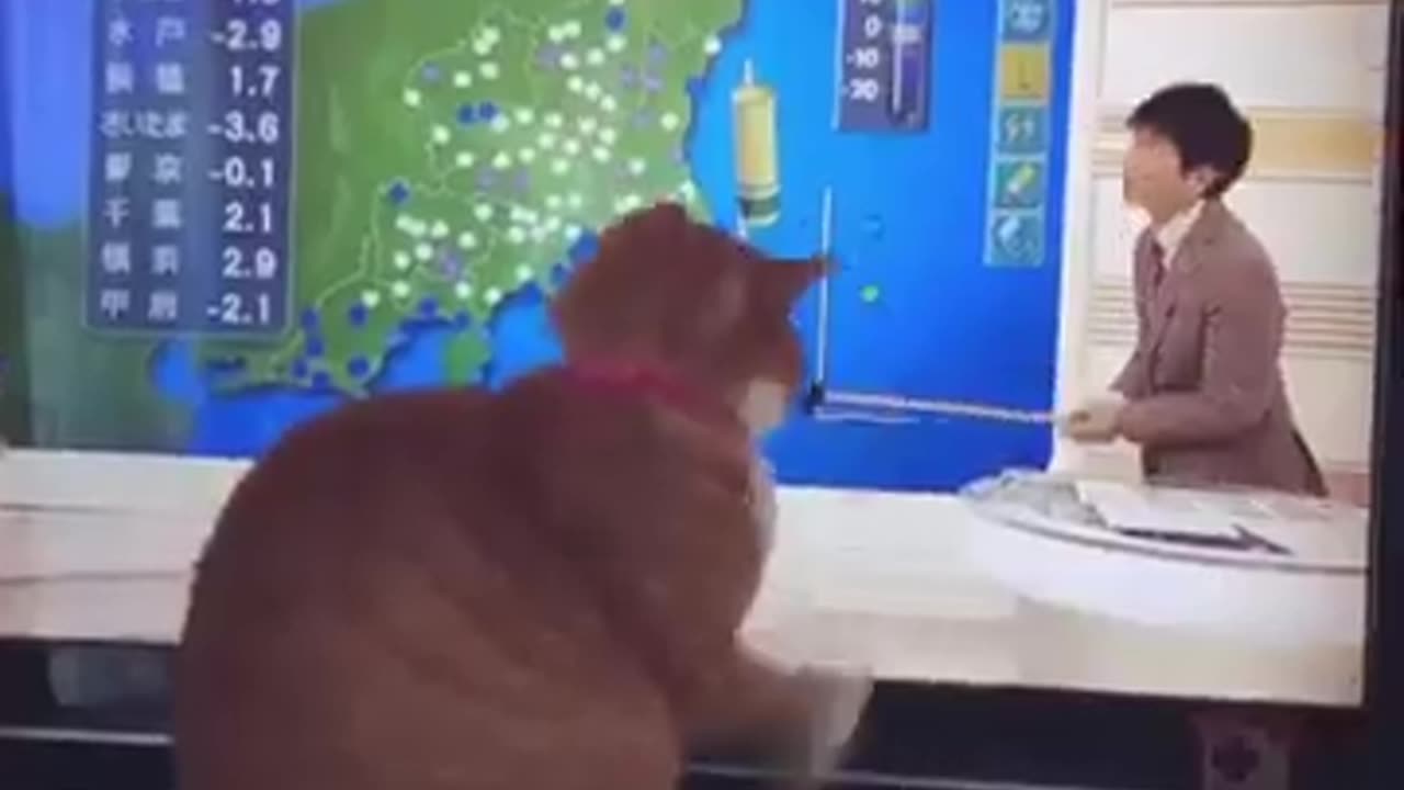 cat funny video