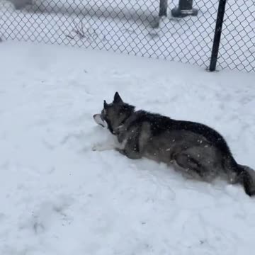 Final part of the series!! Let us know what else you want to know about huskies 🥰