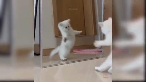 Funny Cat Reactions, Try Not To Laugh