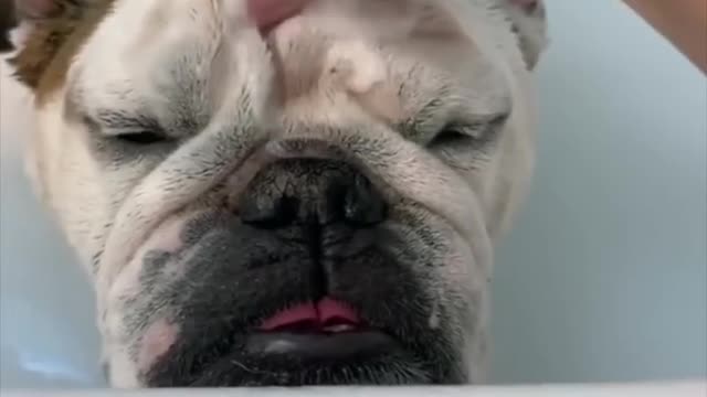 English Bulldog | One Of The Laziest Dog Breeds In The World #shorts