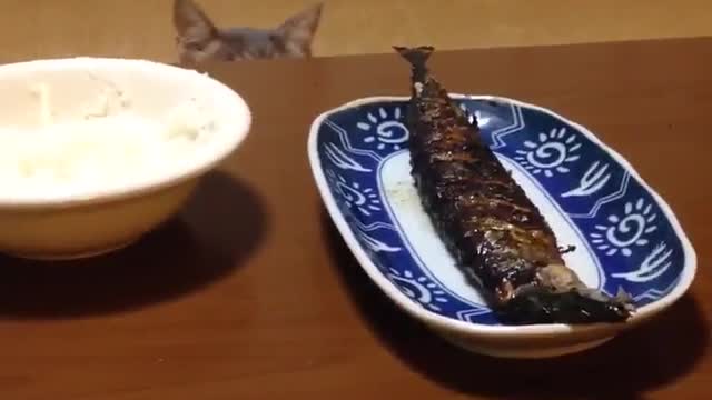 Funny Videos : It Is Mine... 😂😂