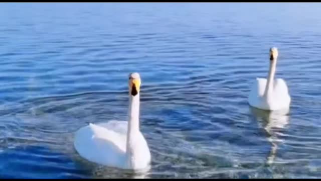 These two little ducks are too cute