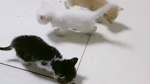 Lovely and Funny Cute Kittens - Funny video