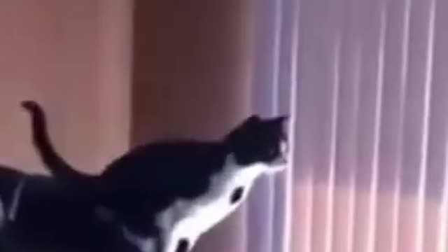 funny cat fails jumping 2021 😹