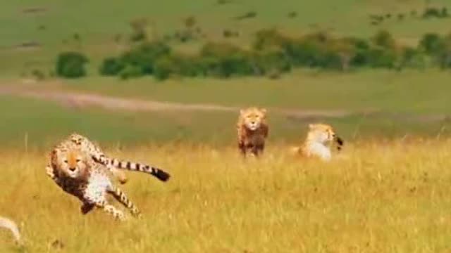 Animals action mod