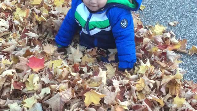 Playing In Leaves