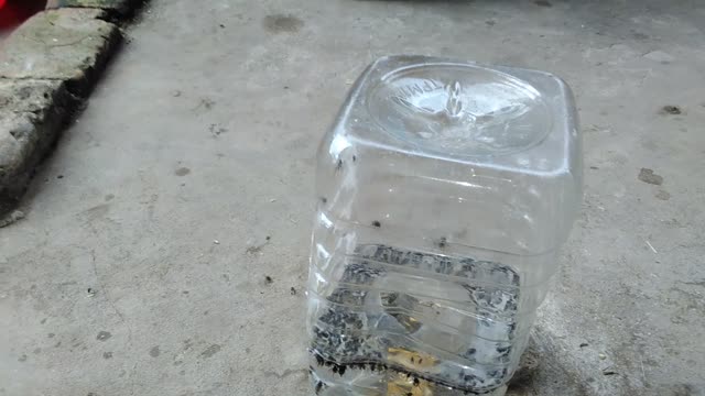 fruit trap after 1 hour