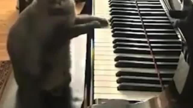 This cat is terrible!! He loves to play the piano.