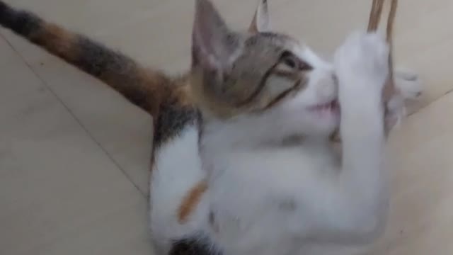 Funny cat playing with a string