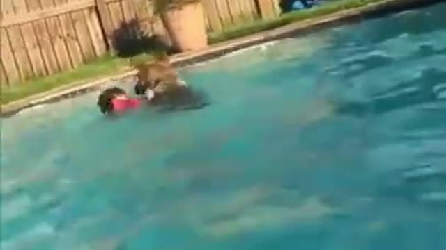 Brave dog saves child from drowning