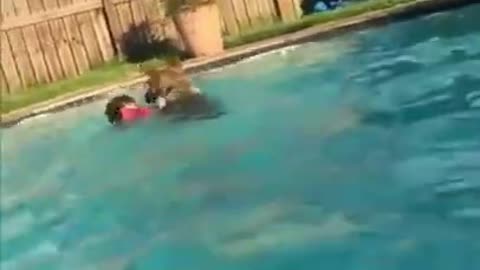 Brave dog saves child from drowning