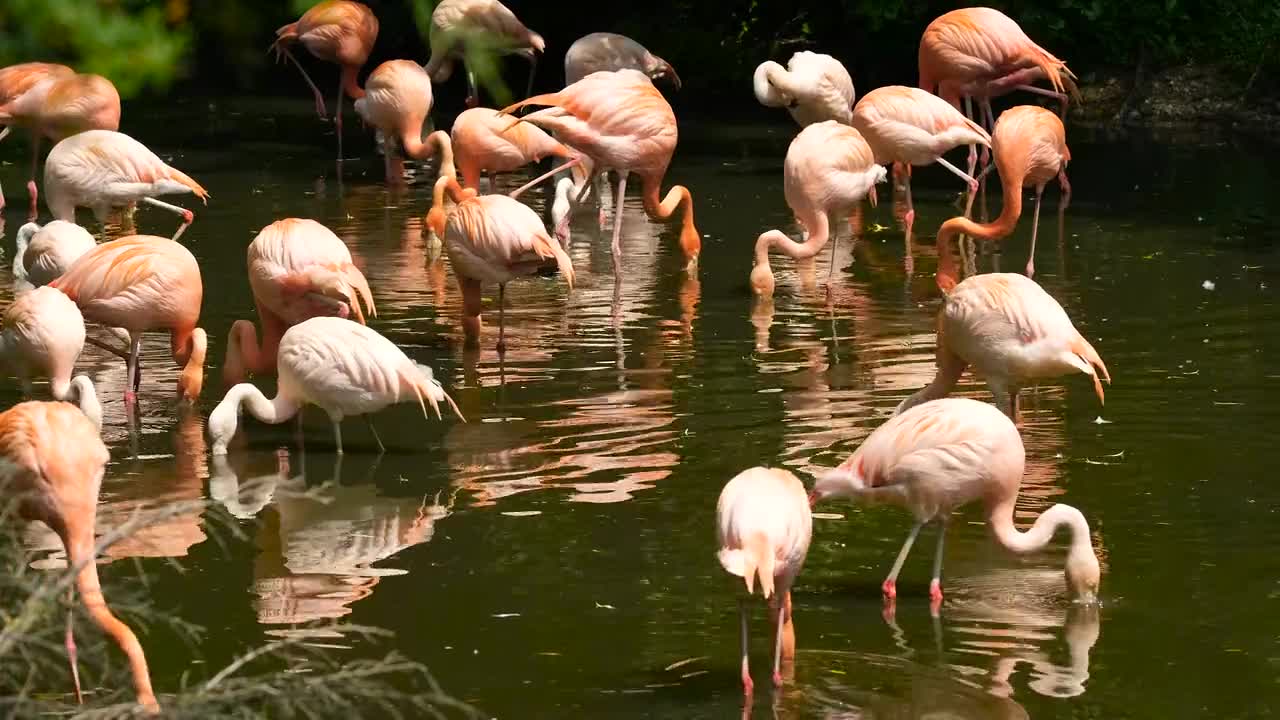 Unick animals