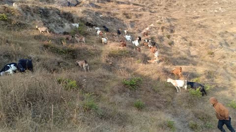 Nepalis village looking for