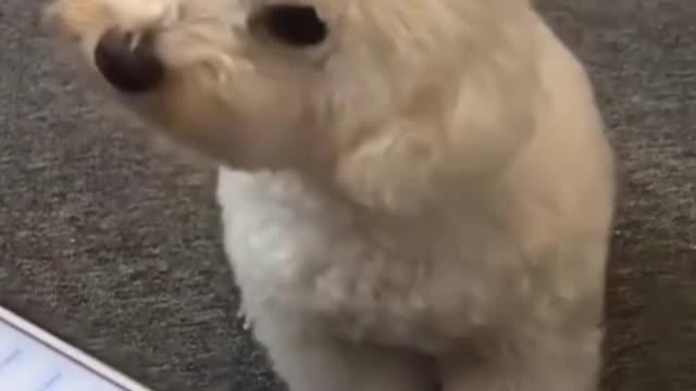 Cute little puppy sounding like police car