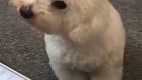 Cute little puppy sounding like police car