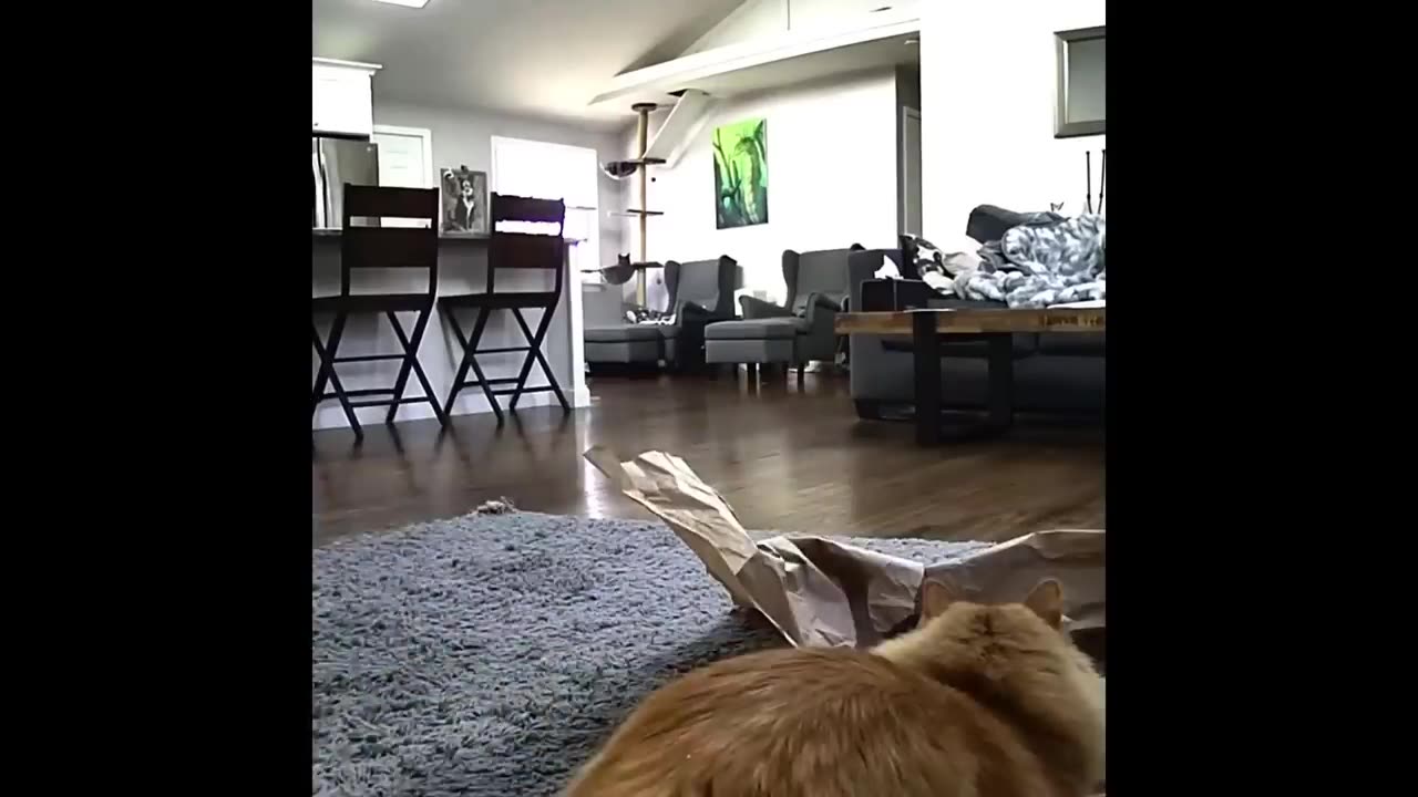 Funniest Cats And Dogs Videos 😁 - Best Funny Animal Videos 2024 🥰#9