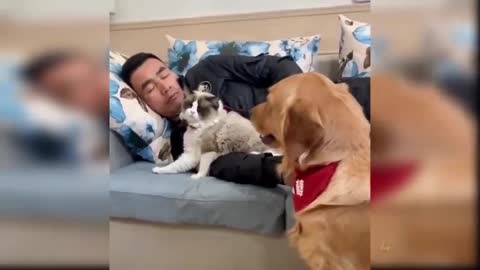 Dogs funny video