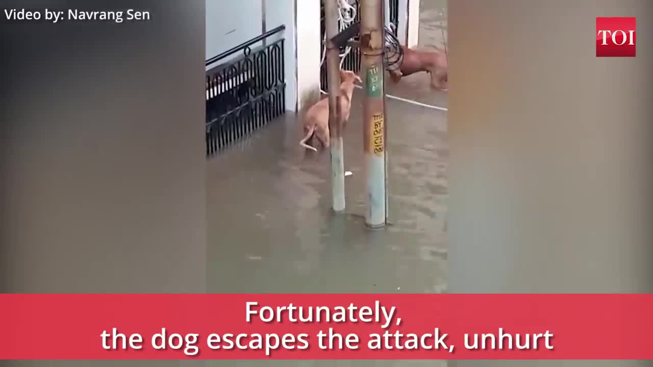 Crocodile nearly eats dogs!