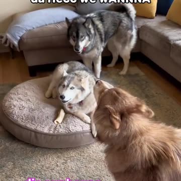 Husky being dramatic