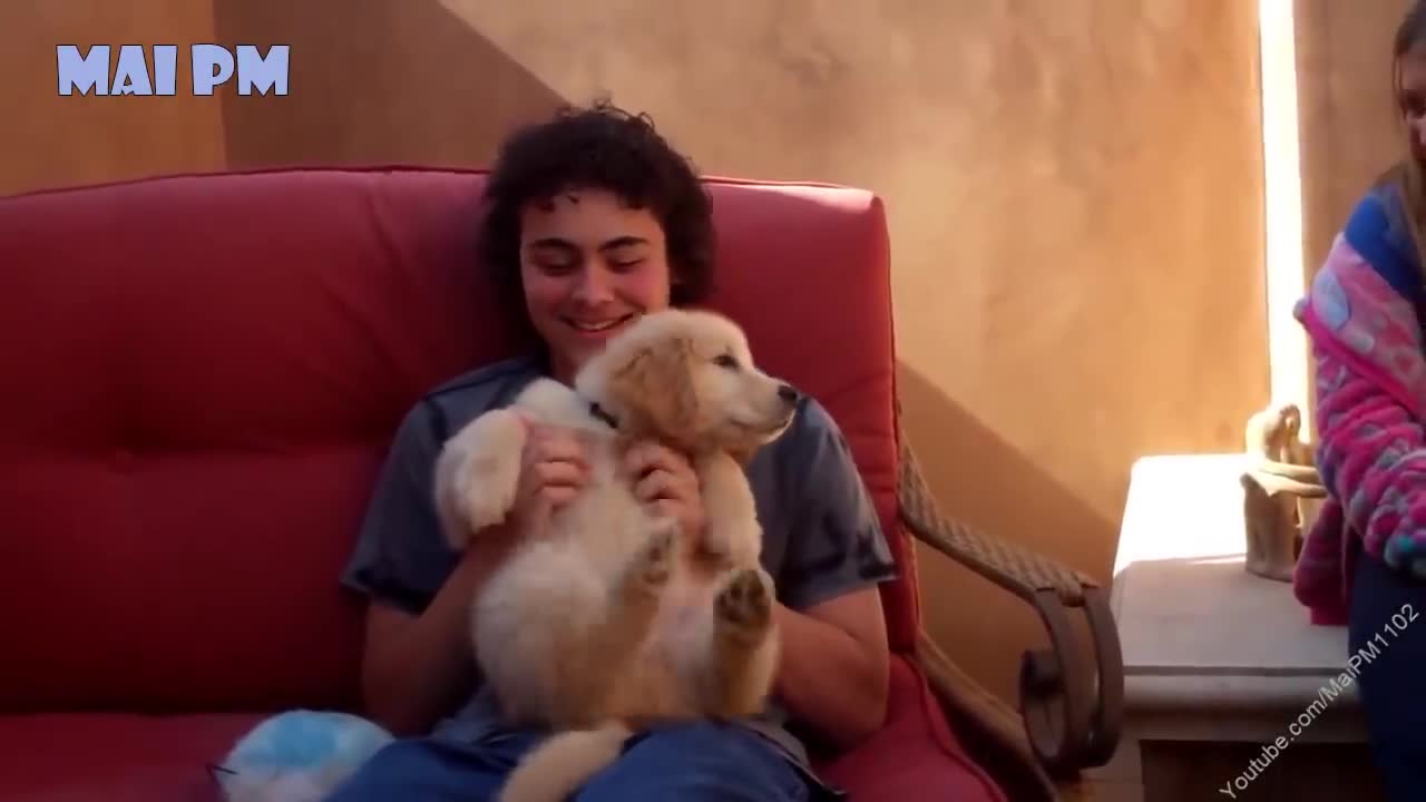 Best of cute golden retriever puppies compilations