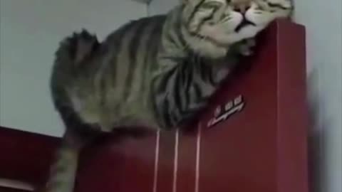 Funny Cat Sleeping on Top of a Door #shorts