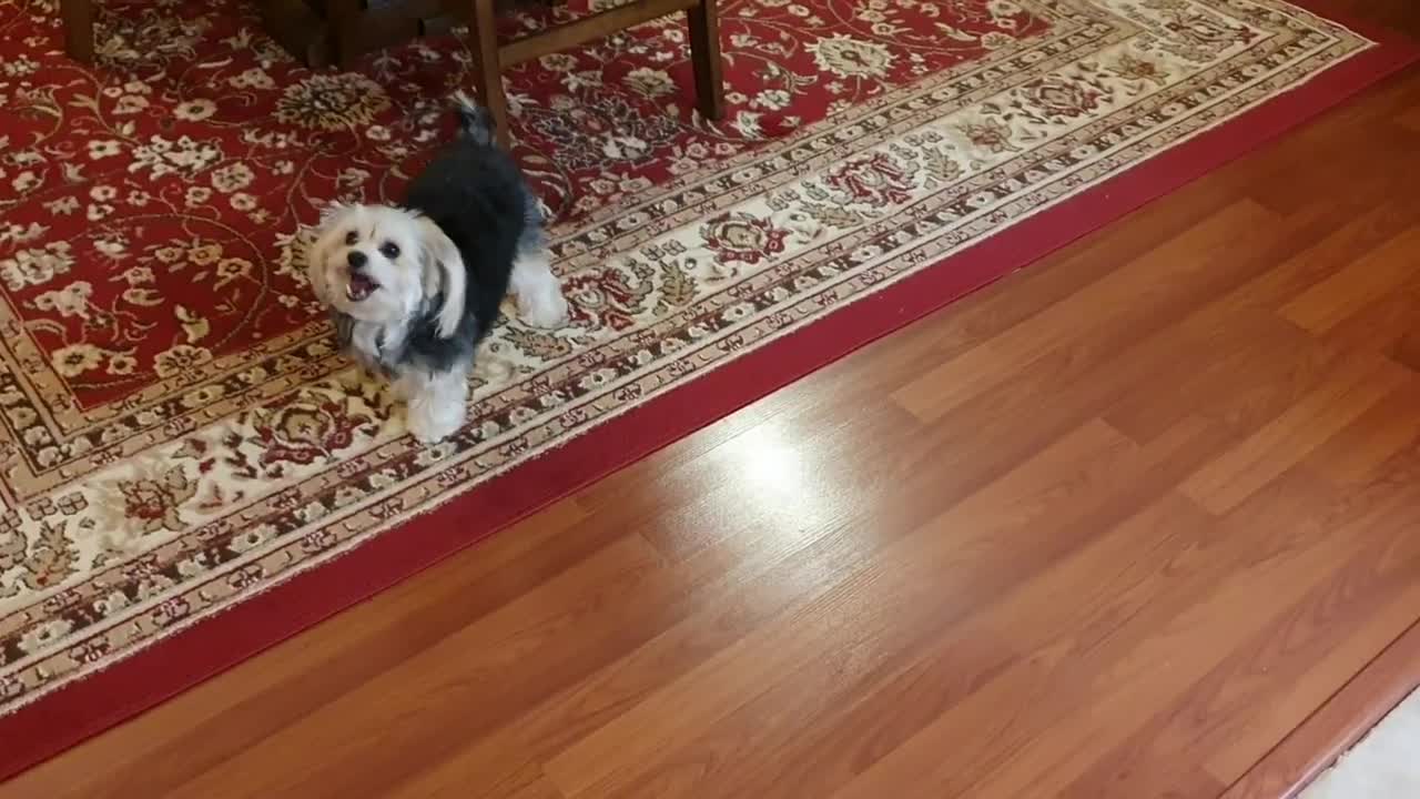 Cute funny puppy enjoying his food