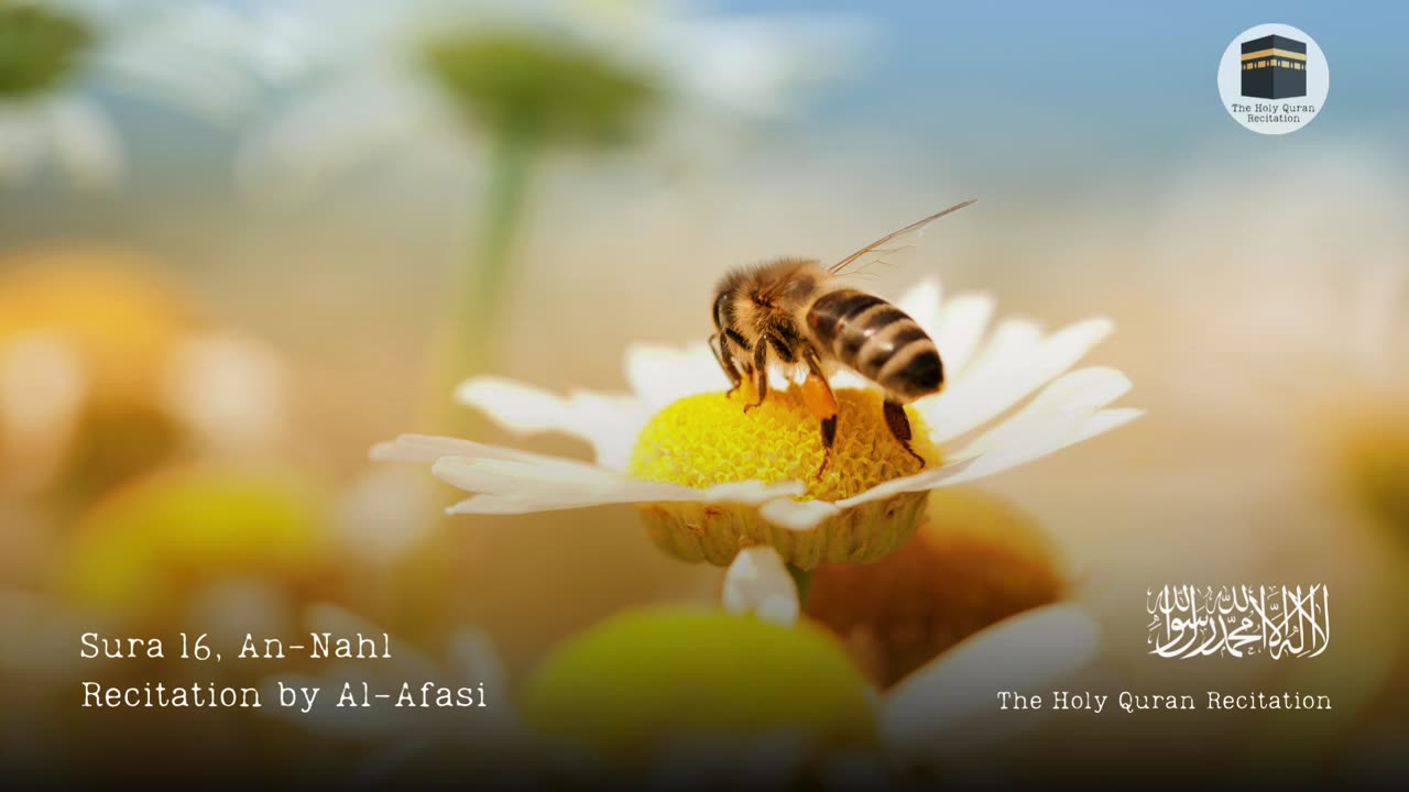 Holy Quran - Sura 16, An-Nahl (The Bee) - Recitation by Al-Afasi