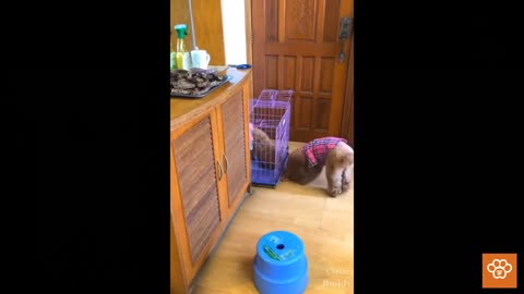 Look how the smart dog helps a hungry friend