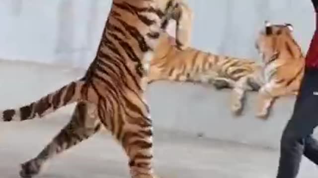 #lion traning|| #lion || #tiger training||#tiger || lion race