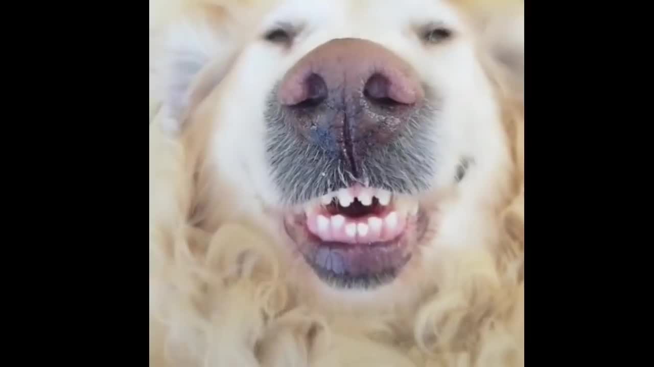 Funny lion sneaks up to the dog. An incredibly funny joke.