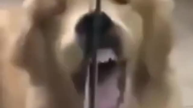 Cute Dog Gets Its Face Stuck In Sliding Door funny video