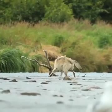 The wolf is on the hunt.