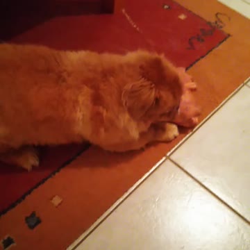 Pekingese playng