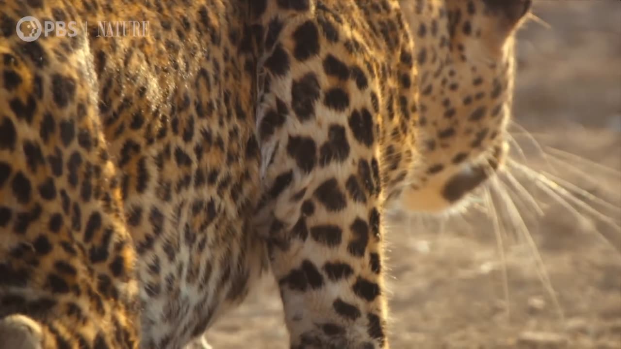 Leopard Hunts Baboon in Broad Daylight