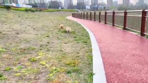 dogs chasing each other