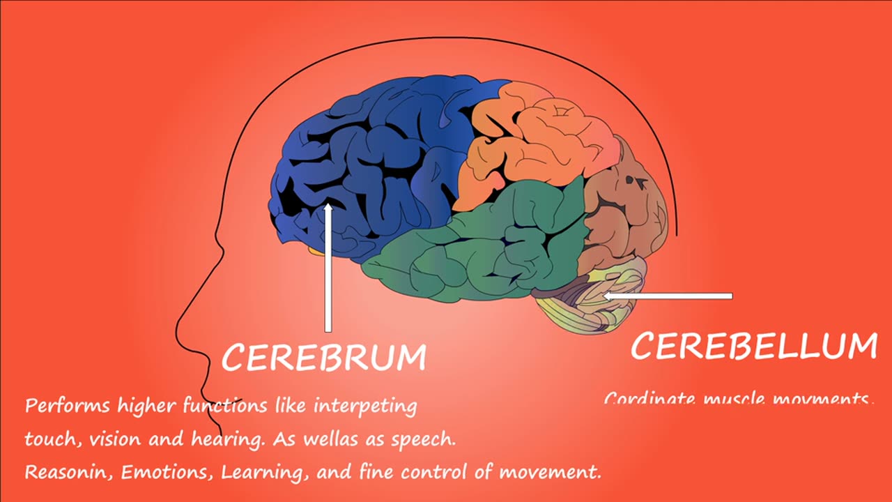 Human brain parts