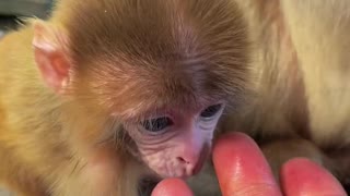 This monkey loves to bite his fingers