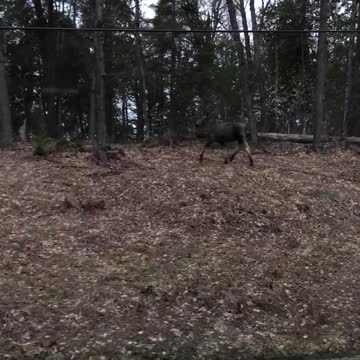 Cow Moose We Saw