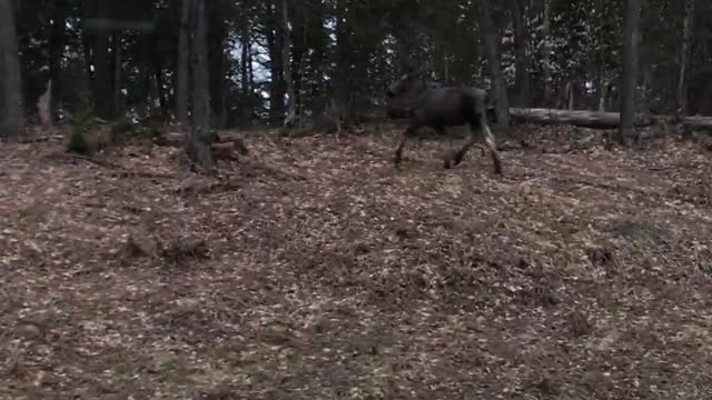 Cow Moose We Saw