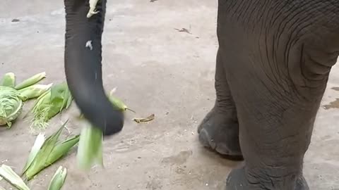 Smart Elephant Eats Corn